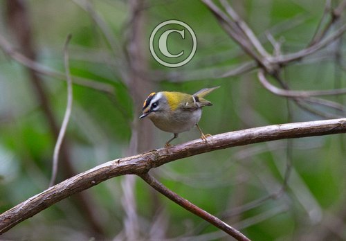  Firecrest  DM1794